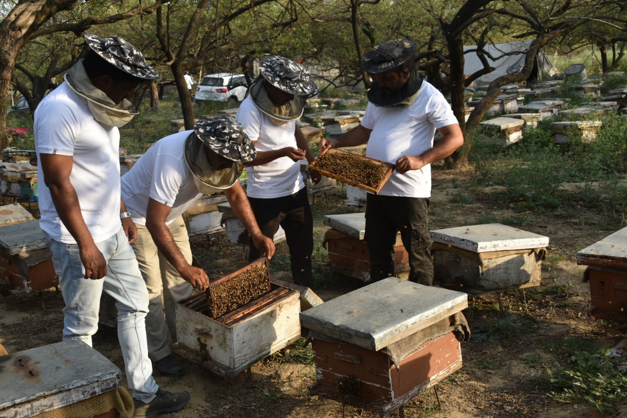 Bee Boxes